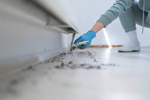 Best Ant Control Services  in Colmar Manor, MD